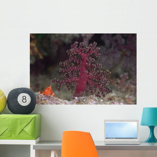 Small Soft Coral Beqa Wall Decal