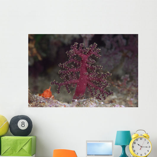 Small Soft Coral Beqa Wall Decal