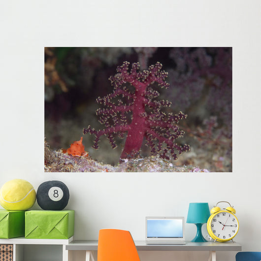 Small Soft Coral Beqa Wall Decal