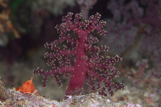 Small Soft Coral Beqa Wall Decal