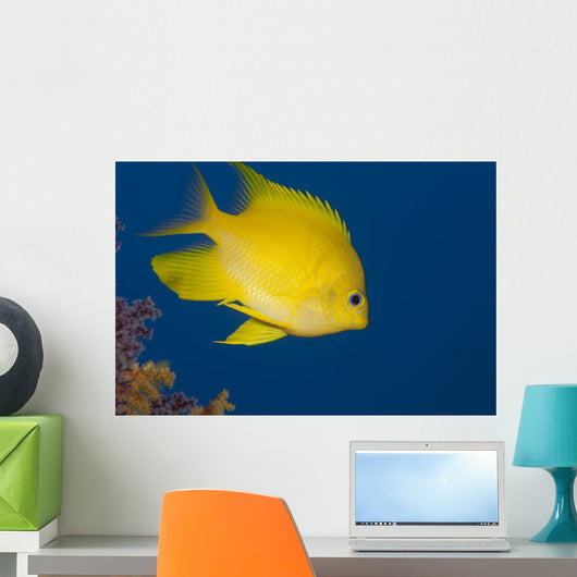Golden Damselfish Right Side Fiji Wall Decal