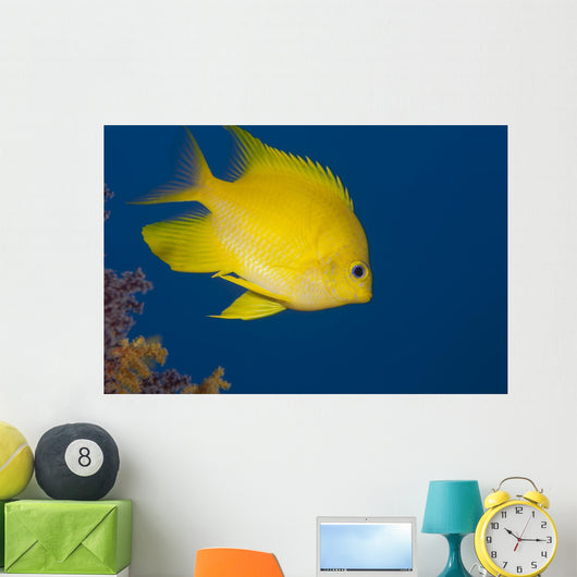 Golden Damselfish Right Side Fiji Wall Decal