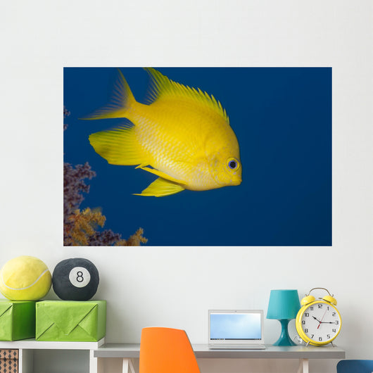Golden Damselfish Right Side Fiji Wall Decal
