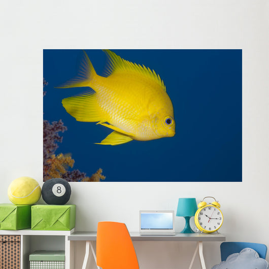 Golden Damselfish Right Side Fiji Wall Decal