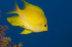 Golden Damselfish Right Side Fiji Wall Decal