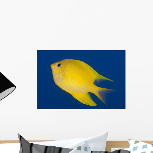 Golden Damselfish Left Side Fiji Wall Decal