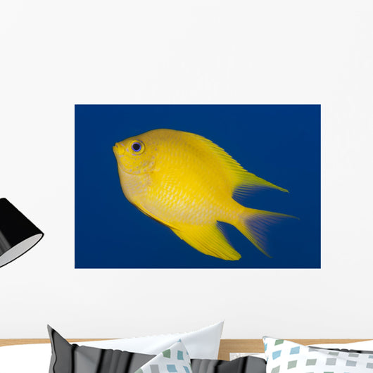 Golden Damselfish Left Side Fiji Wall Decal