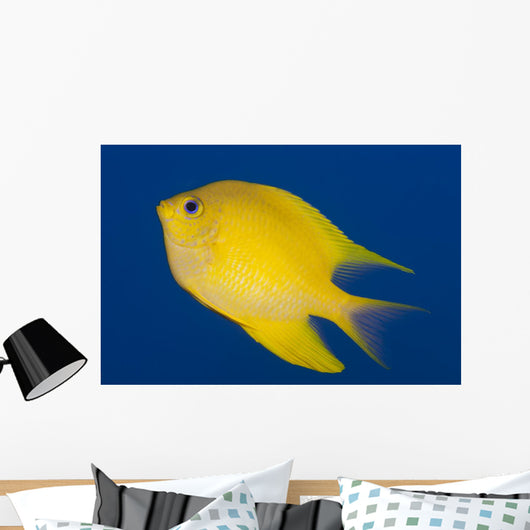 Golden Damselfish Left Side Fiji Wall Decal