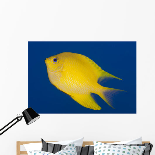 Golden Damselfish Left Side Fiji Wall Decal