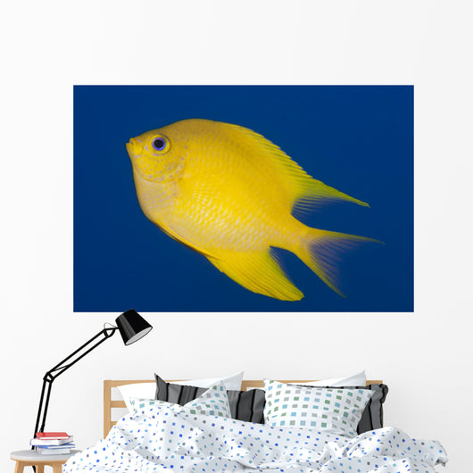 Golden Damselfish Left Side Fiji Wall Decal