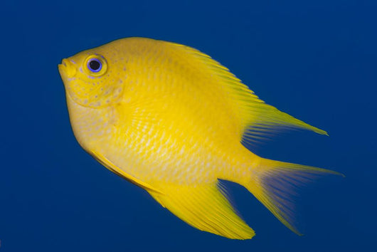 Golden Damselfish Left Side Fiji Wall Decal