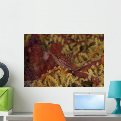 Longnose Hawkfish Soft Coral Wall Decal shown on a wall