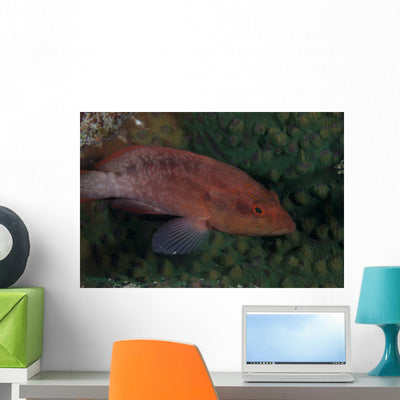 Small Grouper Beqa Lagoon Wall Decal shown on a wall