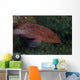 Small Grouper Beqa Lagoon Wall Decal