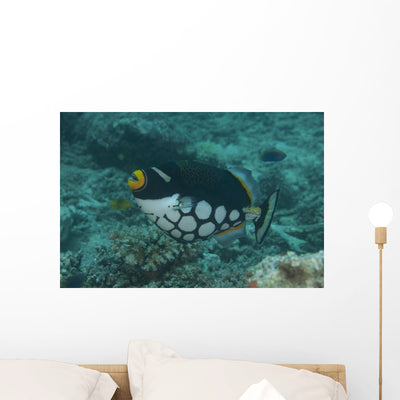 Clown Triggerfish Swimming Fiji Wall Decal shown on a wall