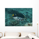Clown Triggerfish Swimming Fiji Wall Decal