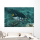 Clown Triggerfish Swimming Fiji Wall Decal