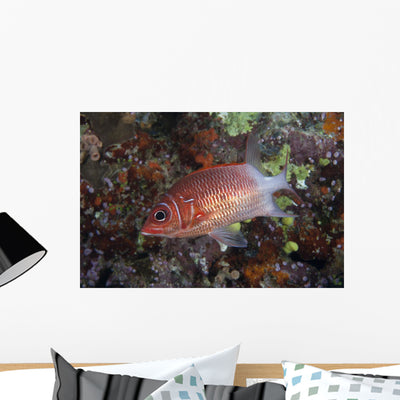 Tailspot Squirrelfish Swimming Fiji Wall Decal shown on a wall
