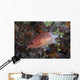 Tailspot Squirrelfish Swimming Fiji Wall Decal