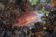 Tailspot Squirrelfish Swimming Fiji Wall Decal