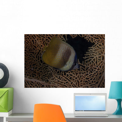 Klein's Butterflyfish Swimming Fiji Wall Decal shown on a wall