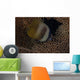 Klein's Butterflyfish Swimming Fiji Wall Decal