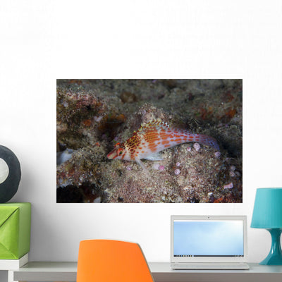 Dwarf Hawkfish Fiji Wall Decal shown on a wall