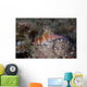 Dwarf Hawkfish Fiji Wall Decal