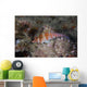 Dwarf Hawkfish Fiji Wall Decal