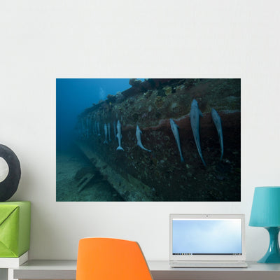 Remora's Suck Hull Shipwreck Wall Decal shown on a wall
