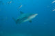 Large Bull Shark Bistro Wall Decal