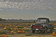 Black Truck Pumpkin Patch Wall Decal Design 2