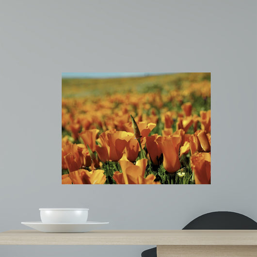 Californian Poppies Wall Decal