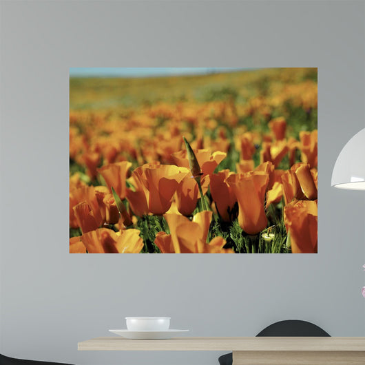 Californian Poppies Wall Decal