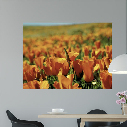 Californian Poppies Wall Decal