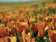 Californian Poppies Wall Decal