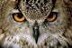 Eagle Owl Wall Decal