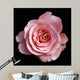 Fading Beauty Wall Decal