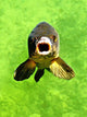 Fish Wall Decal
