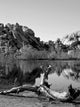 Joshua Tree Lake with Wall Decal Design 2