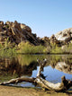 Joshua Tree Lake with Wall Decal Design 1