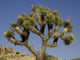 Joshua Tree Wall Decal