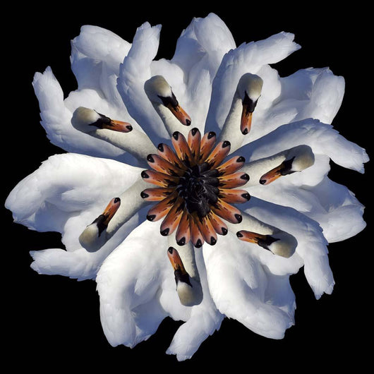 Swan Flower Black Wall Decal