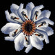 Swan Flower Black Wall Decal