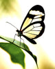 Transparent Butterfly Wall Decal