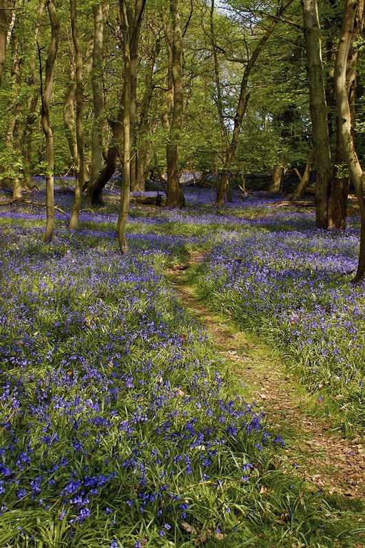 Bluebell Wood Portrait Wall Decal