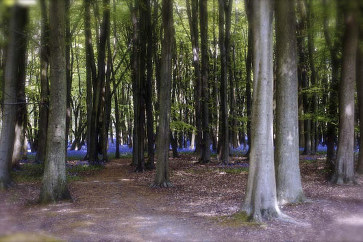 Bluebell Wood Wall Decal