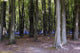 Bluebell Wood Wall Decal