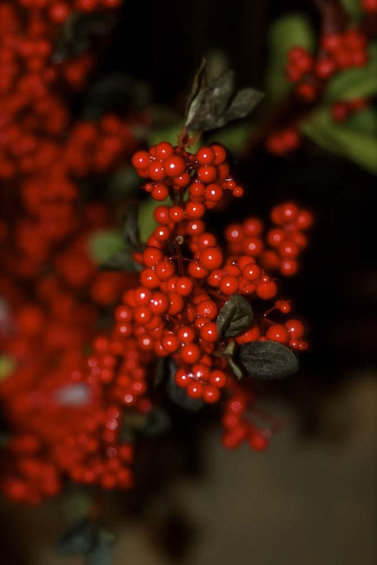Festive Red Berries Wall Decal