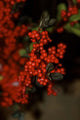 Festive Red Berries Wall Decal